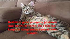 hamile kedi belirtileri youtube