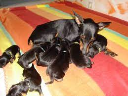 zwergpinscher welpen zu vergeben