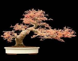Japanese maple bonsai trees are best known for their unique leaf shape and seasonal changes. Semi Cascade Style Maple Bonsai In Spring Color Acer Palmatum Benichidori 3 Flowering Bonsai Tree Bonsai Art Bonsai Tree