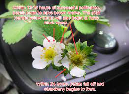 We did not find results for: Here S What Successful Strawberry Flower Pollination Looks Like Gardening