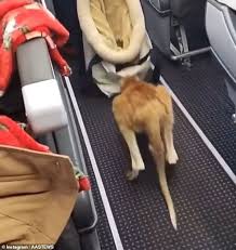 Pets are permitted to fly in the cabin to most destinations in the united states (excluding hawaii) and canada, mexico, central america, alaska. Kangaroo Joey Called Harry Hop On American Airlines Flights From North Carolina To Virginia Eminetra Co Uk
