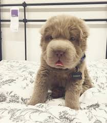 The bear coats are fluffy little creatures with a top coat which is longer than 1 inch. The Fluffy Coat Shar Pei Is A Thing And It S The Most Adorable Bear Pup Ever Viralnova