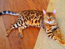 To be considered a bengal rather than a wild cat hybrid, the kitten needs to be at least a fourth generation. 20 Fun Facts You Didn T Know About Bengal Cats