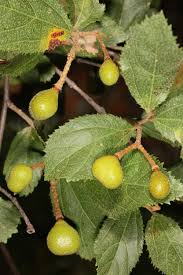 Image result for Grewia flavescens