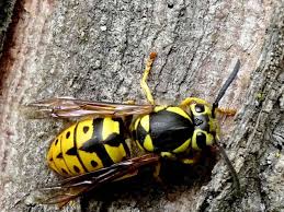 Part 1 of a 2 part video demonstrating eradication of black hornet nest using a standard spray nozzle on a garden hose.this technique works great because you can stand within 5 to 10 feet away from the hornet nest and they don't associate you with the destruction of their nest. Rich Landers Yellow Jackets Are Wild Friends With Attitude The Spokesman Review