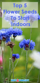 These midsummer bloomers can flower from midsummer through fall frost! Pin On Gardening