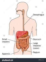 Labeled anatomical models & histology. Human Digestive System Labeled Royalty Free Stock Vector 25787644 Avopix Com