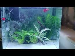 New Betta Fish Tank Aqua One Lifestyle 29l Youtube In 2020 Betta Fish Tank Betta Fish Fish Tank