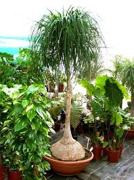 Beaucarnea Recurvata Ponytail Palm World Of Succulents Plants Indoor Plants Palm Garden