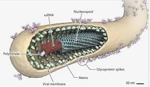 Jul 08, 2021 · ebola, infectious disease caused by a virus of the family filoviridae that is responsible for a severe and often fatal viral hemorrhagic fever. Ebola Dr Rajiv Desai
