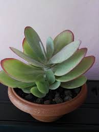 Kalanchoe Thyrsiflora Suculentas Jardins De Casas Plantas