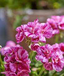 Image result for Geranium
