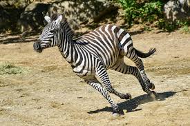 Image result for zebra