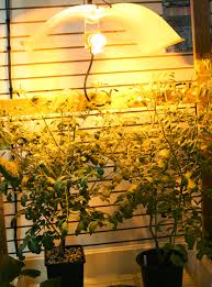 You can grow broad beans very fast! Growing Vegetables Indoors The Gateway Gardener