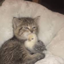 Get a 21.000 second cats go from grooming each stock footage at 24fps. Cat Grooming Itself Page 1 Line 17qq Com