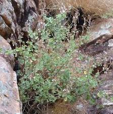 Image result for Aeollanthus suaveolens