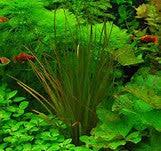 Image result for Blyxa aubertii