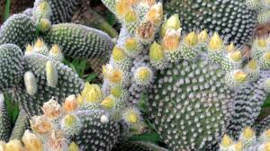 Se c'è troppa acqua nel terreno o l'umidità è molto elevata non c'è niente da fare, il cactus è condannato a morire se non si corre subito ai ripari. Opuntia Microdasys The Peter Rabbit Of Cacti Generazione Post