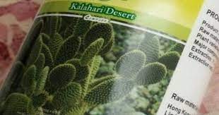 حبوب الصبار هوديا الاصلية hoodia plants korg
