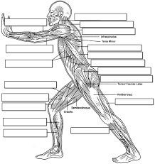 The majority of muscles in the leg are considered long muscles, in that they stretch great distances. Label The Muscles Of The Body Side View