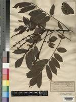 Image result for Millettia drastica