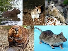Darwin, evolution, & natural selection. Rodent Wikipedia