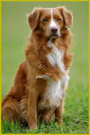 Black And Brown Dog Breeds Medium 40 Best Medium Sized Dogs Dogs Breeds Family Dogs Breeds That Dont Shed Dogs Breeds Cha In 2020 Best Medium Sized Dogs Family Dogs Breeds Dog Breeds List