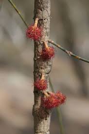 Image result for Casuarina verticillata