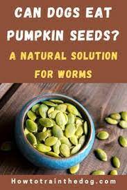 Is It Okay For Dogs To Eat Pumpkin Seeds Do Pumpkin Seeds Kill Worms In Dogs Can Dogs Eat Raw Or Coo Pumpkin Seeds Benefits Can Dogs Eat Pumpkin Can Dogs