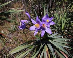 Image result for Velloziaceae