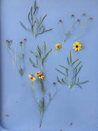 Image result for Centemopsis