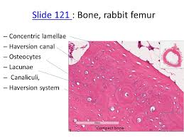 This is a cross section through. Medical School Histology Basics Cartilage And Bone Ppt Video Online Download
