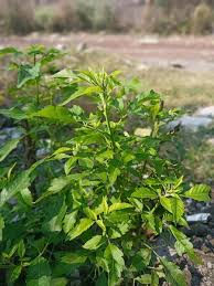 Image result for Allophylus