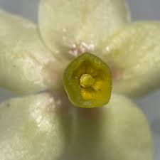 Image result for Tabernanthe elliptica