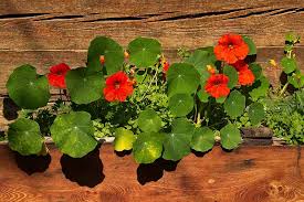 From seed to showstopper outdoor planters! How To Grow Nasturtiums In Your Garden Gardener S Path