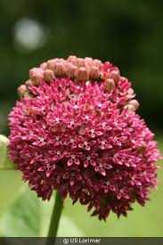 Image result for Nesaea purpurascens