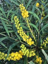 We did not find results for: Mahonia Eurybracteata Soft Caress Chinesische Mahonie Winter Sun Stachellose Mahonie Soft Caress