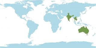 Image result for Cathormion