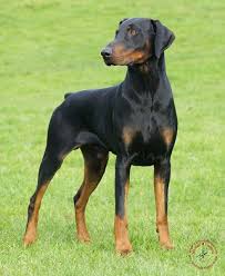 Black And Tan Doberman Pinscher Mousematuk Dogs Dobermann Dobermann 9p99d 47 Doberman Dogs Doberman Pinscher Doberman
