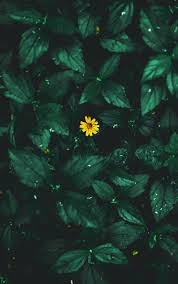 Pin By Pritesh Kapuriya On Fondos Nature Iphone Wallpaper Beautiful Flowers Wallpapers Dark Green Aesthetic Here you can find the best green color wallpapers uploaded by our community. pin by pritesh kapuriya on fondos