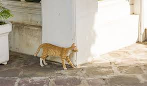 Maybe you would like to learn more about one of these? How To See Around Corners With A Digital Camera Inside Science