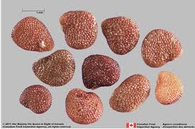 Image result for Nicandra physalodes