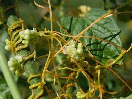 Image result for Cuscuta australis