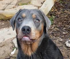 Rottweiler Puppy Black And Brown Dogs Blue Rottweiler German Dog Breeds Rottweiler Rottweiler Facts