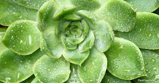 Purple succulents and cacti look great in containers and when planted in the ground. Tips On Echeveria Green Prince Care