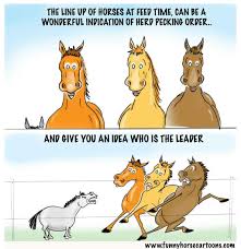 Feeding Time Pecking Order Horse Riding Quotes Funny Horse Pictures Funny Horse Memes