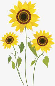 dessin de fleurs tournesol fleur planter des tournesols coloriage elsa