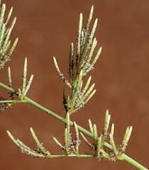 Image result for Eragrostis moggii