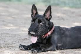 Under the words scots and scottish dr. Scottish Terrier Breed Guide Info Pictures Care More Pet Keen