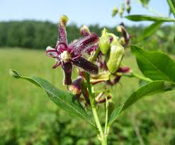 Image result for Periploca